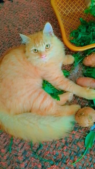 brown  color Tigger color mix