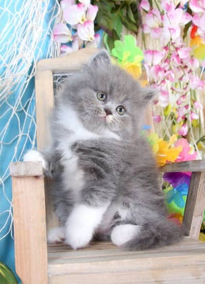 Black /grey / white  Persian Cats