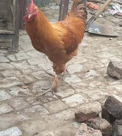 beautiful male for sale