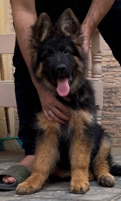 SUPER QUALITY BLACK & TAN GERMAN SHEHPERD PUPPY AVAILABLE FOR SALE
