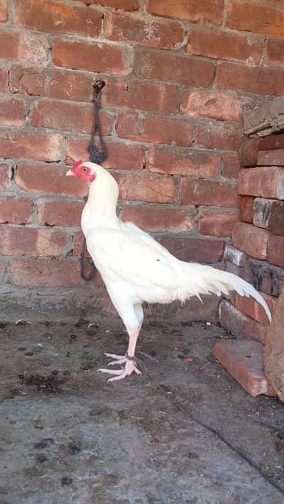 White Aseel patha pathii