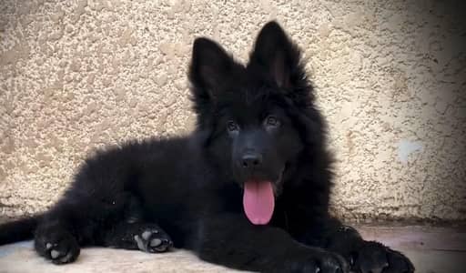 RARE JET BLACK GERMAN SHEHPERD PUPPY AVAILABLE FOR SALE