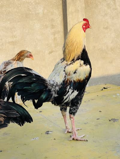 For sale top quality bloodline 300/560/6078