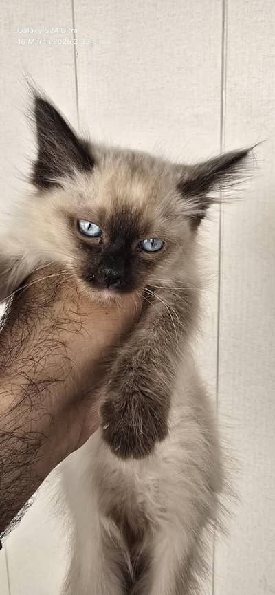 siamese kitten