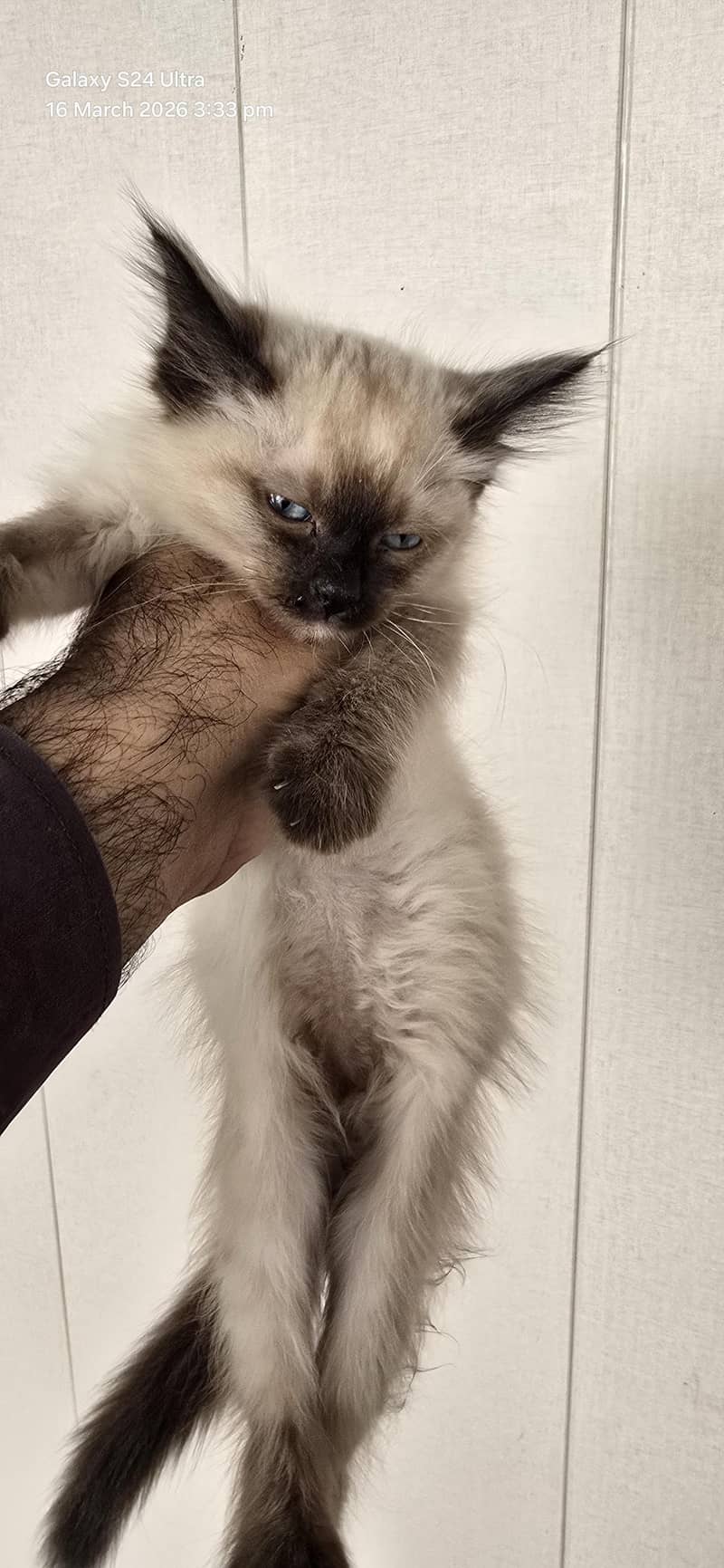 siamese kitten 2