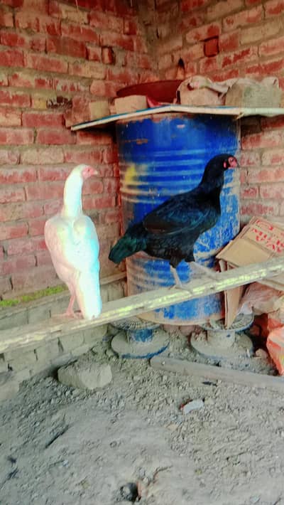 pure Aseel Mianwali Thai chuzay available and egg available murgian bi