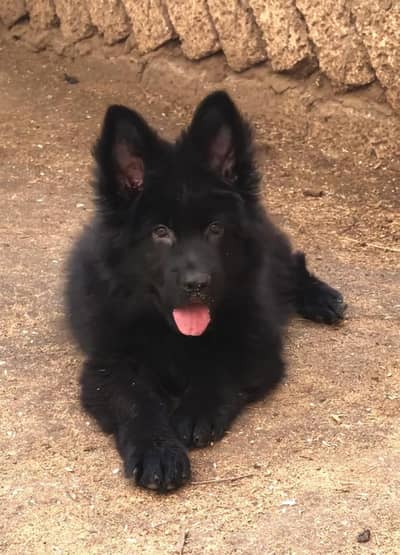 BLACK GERMAN SHEHPERD PUPPY AVAILABLE FOR SALE