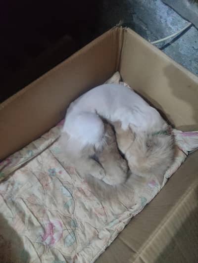 Persian Male kitten for sale