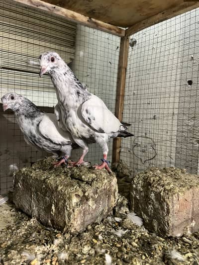 Resulted bachay 2 available