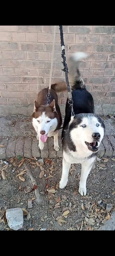 I am selling my husky pair 18 months old