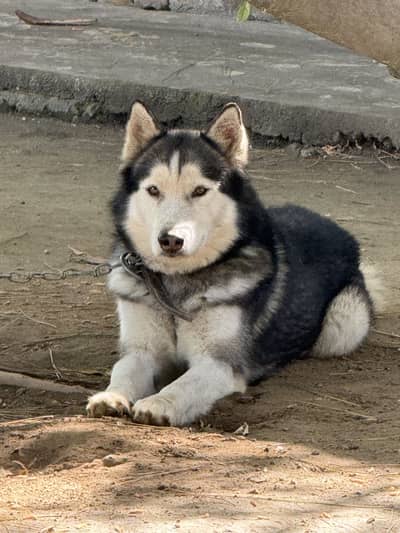 Husky Dog