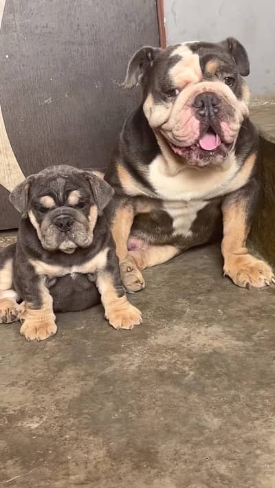 BRITISH BULL DOG PUPPY AVAILABLE FOR SALE