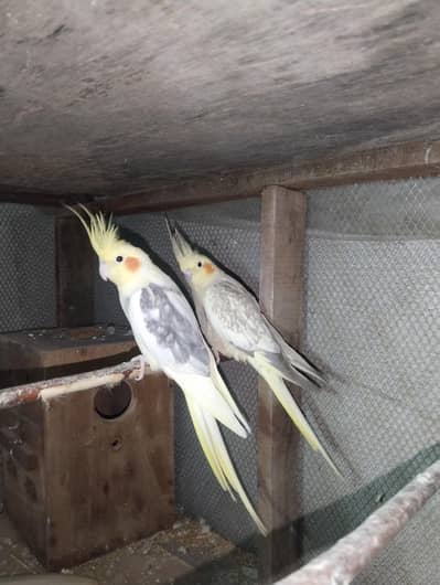 confirm breeder Cocktail pair for sale