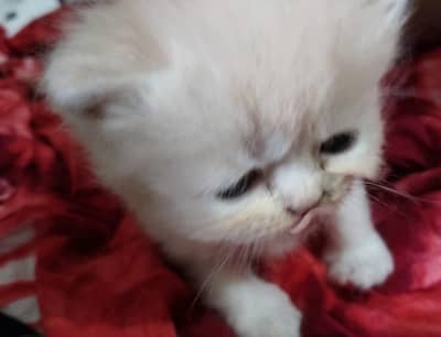 Persian kittens for Sale