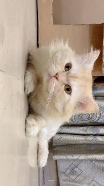 Persian Cat Male