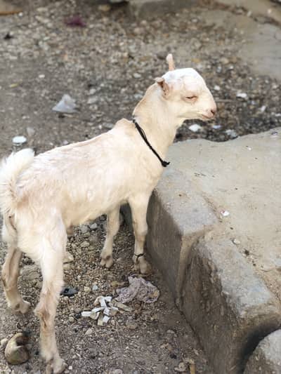 Top quality point ear teddy male