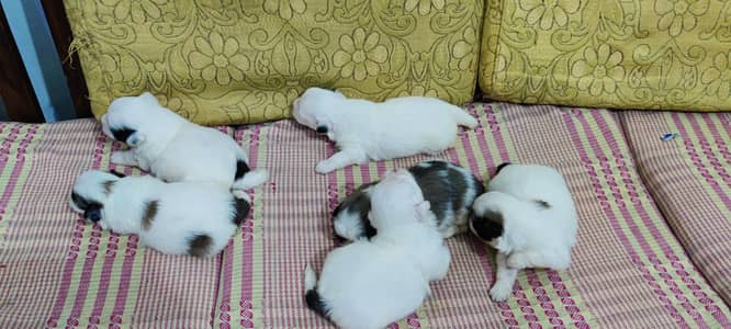 Beautiful Shih Tzu Puppies Available  Home Raised Shih Tzu Puppies