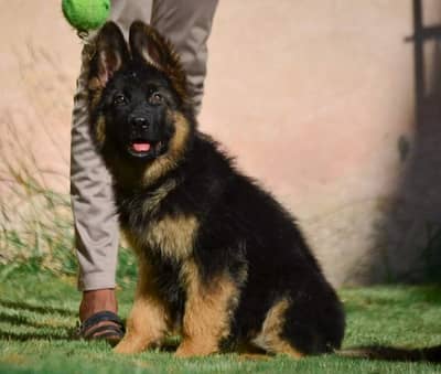OUTSTANDING QUALITY GERMAN SHEHPERD PUPPY AVAILABLE FOR SALE