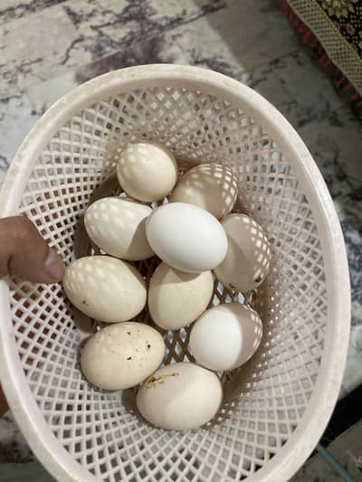 Ayam cemani breeder set and eggs