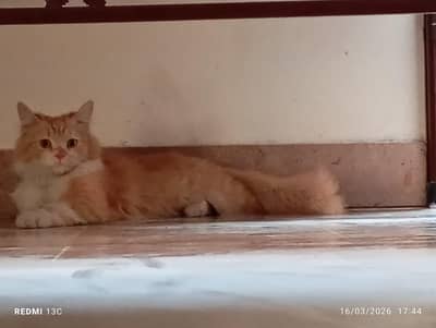 cute Parisian cat sell with doll face