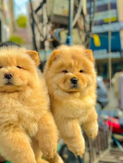 VERY HIGH QUALITY CHOW CHOW PUPPY AVAILABLE FOR SALE