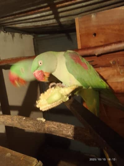 Parrot for Sale