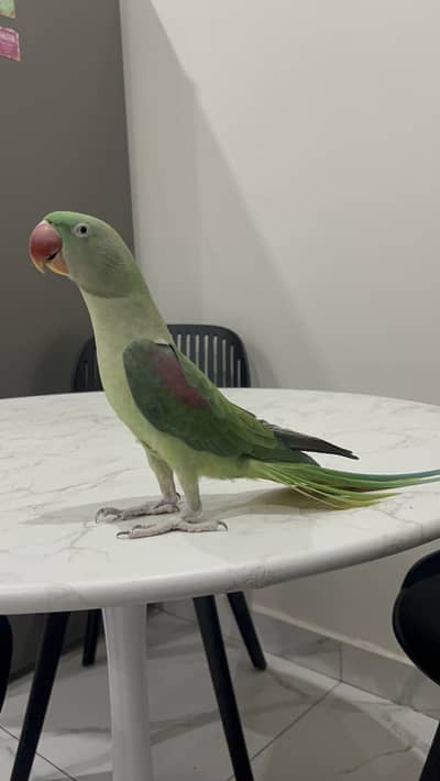 Hand tamed Green Ring Neck Parrot Talking Parrot