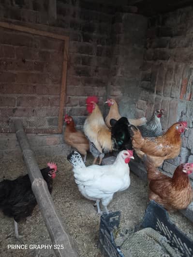 8 Female One Male Egg laying