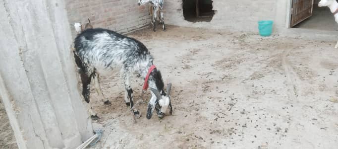 Gabban Bakri for sale