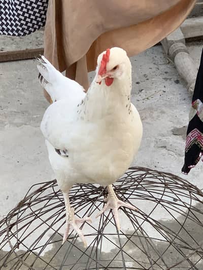 1 Male 2 Female Laying Eggs