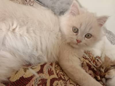 Persian kittens