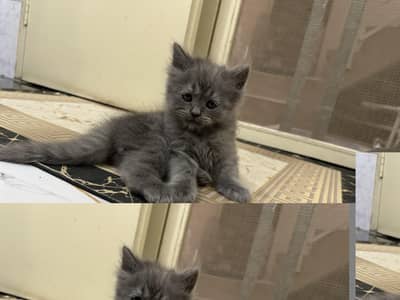 persian tripple coated kitten