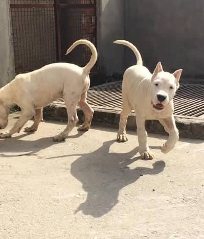 HIGH QUALITY DOGO ARGENTINO PUPPY AVAILABLE FOR SALE
