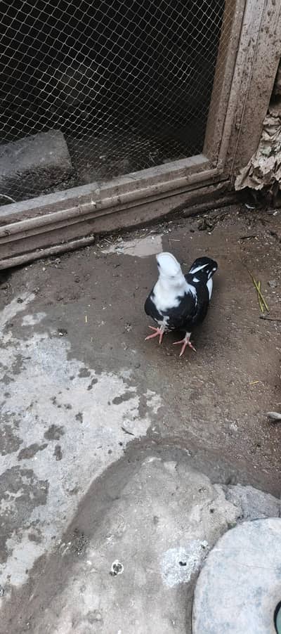 sentinent pair for sale