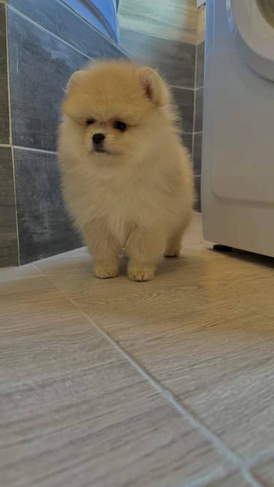 TEA CUP MINIATURE POMEMERNIAN PUPPY AVAVILABLE FOR SALE