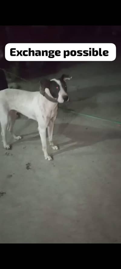 bully gutair female for sale