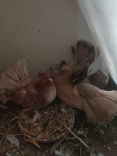 American Fantail (Pair+Chick)