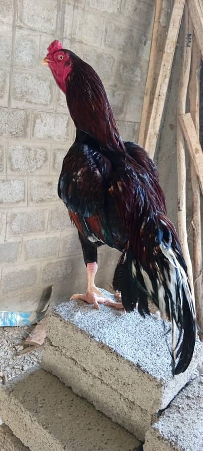 Punjab Breed F/T yountg Miyawali Lakha