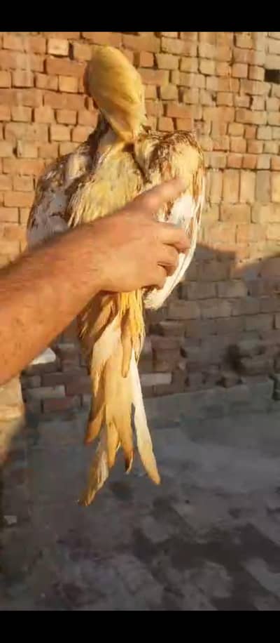 Top Quality breedr For sale 03204048942