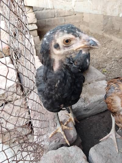 Thai ka bcha hn 4 bcha hn 1500 pice jis ko chaoya rabta kra video