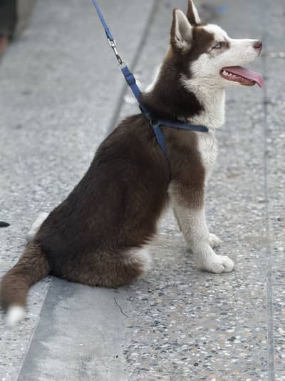 Husky female