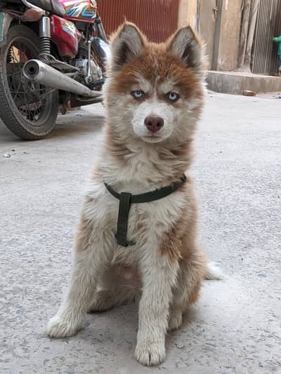 Siberian husky puppy