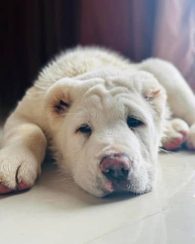 CENTRAL ASIAN SHEHEPRD ALABAI PUPPY AVAILABLE FOR SALE