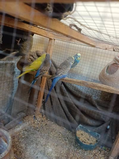 3 breadr pair for sale urgent