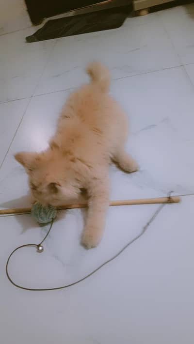 Ginger face persian cat available for sale