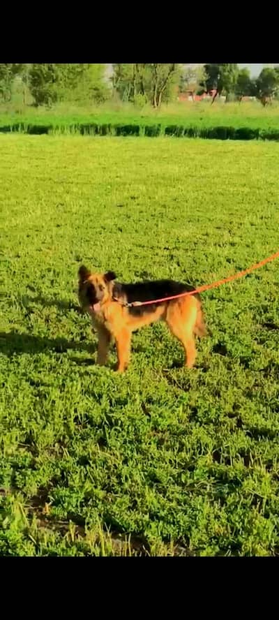 i sale on my grantey