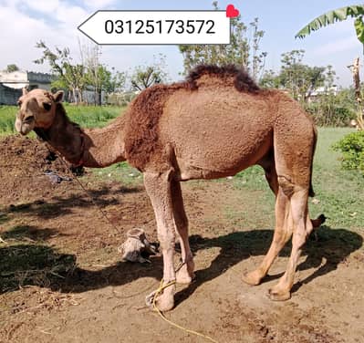 Camel for sale 03125173572