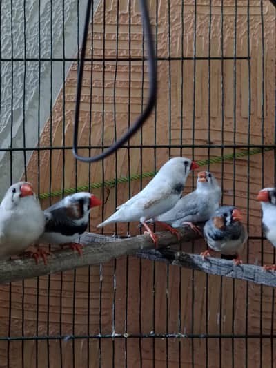 zebra finch