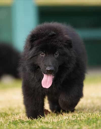 SOLID BLACK GERMAN SHEHPERD PUPPY AVAILABLE FOR SALE