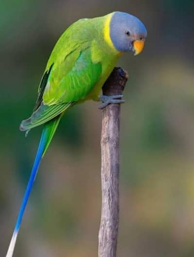 Plum Head Breeder Female available